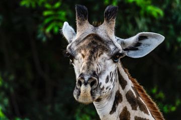 Ansichten einer Giraffe