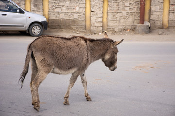 Donkey or Mule walking on the road in Leh Ladakh village at Himalayan valley in Jammu and Kashmir, India
