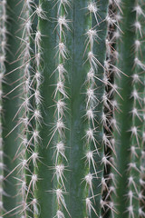 background barrel cactus closeup with thorns