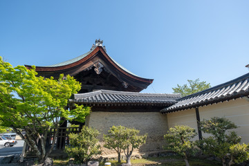 Pine trees, in Japanese zen garden Kyoto Japan