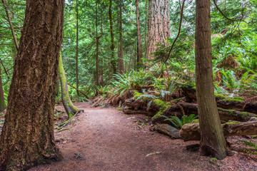 View at Mountain Trail in British Columbia, Canada. Mountains Background.