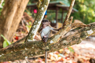 Little monkey cubs life on a tropical island