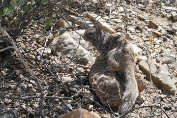 Desert Squirrel