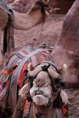 portrait of camel in Jordan