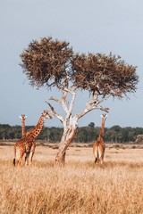 Giraffes in Kenya - obrazy, fototapety, plakaty