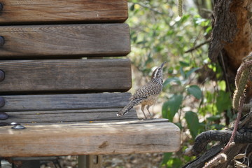 Wren on a bench