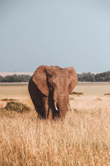 Obraz premium Elephant in Kenya
