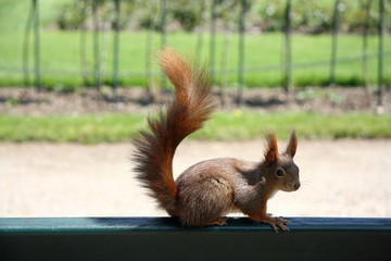 red squirrel on a tree
