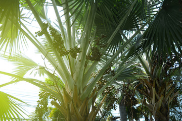 the palmetto trees and fruits  with yellow light of the sun at public park city  in the morning