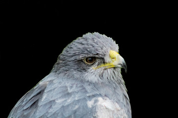 a shielded eagle perched on his innkeeper surrounded by grass