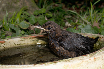 Baby thrush in water drops while swimming