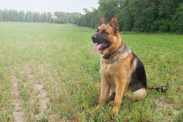 German shepherd walking resting in the Park on the grass on a summer day.