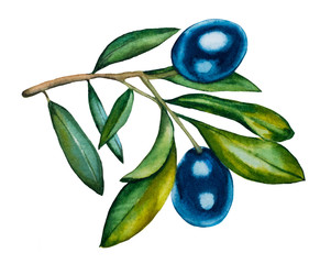 A branch of olives on a white background. Isolate