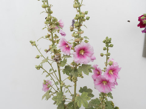 Alcea rosea - Rose tr&eacute;mi&egrave;re ou primerose &agrave; floraison en corolles simples de calice rose clair au coeur teint&eacute; de rose fonc&eacute;