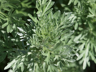 Wermut - Artemisia absinthium L.