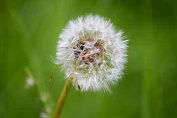 Blown dandelion in the wind