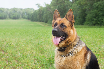 German shepherd walking resting in the Park on the grass on a summer day.
