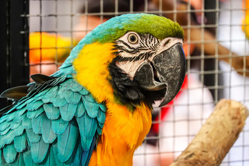 Blue and gold macaw parrot on a branch