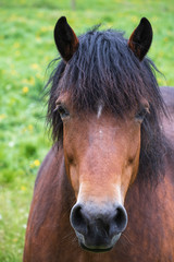 Obraz premium Portrait eines Pferdes auf einer Koppel