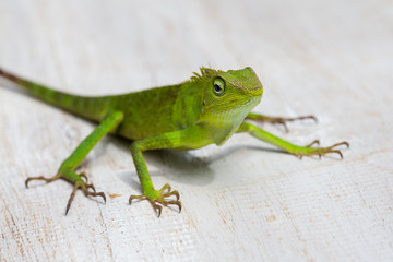 Portrait of a small green iguana in profile on tropical island Bali, Indonesia. Close up, macro