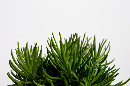 Close-up of succulent bush senecio (Senecio barbertonicus) green leaves on white background
