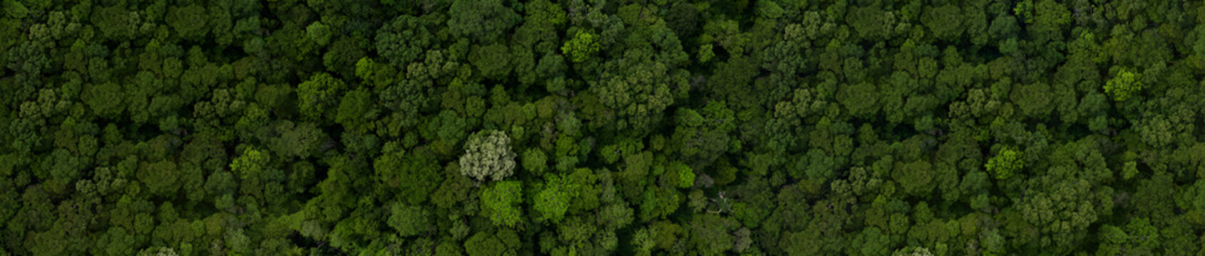 Aerial top view green tree forest, Texture of tropical rainforest, Forest view from above ecosystem and healthy environment concept and background, with copy space design for web banner.