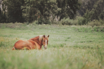 Naklejka premium old horse laying in the grass in green field in summer