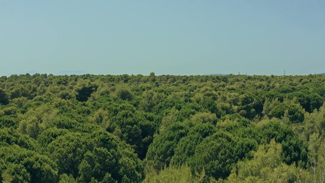 Aerial shot revealing the sea behind a forest 4k