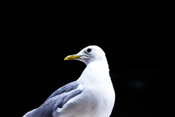 Portrait of seagull - Portrait of seagull against a black background.