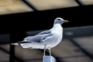 Portrait of seagull - Portrait of seagull against a black background.