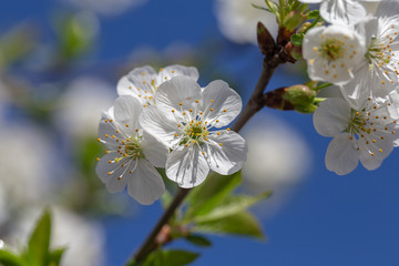 White flowers of the cherry blossoms on a spring day over blue sky background. Flowering fruit tree , close up. Nature concept