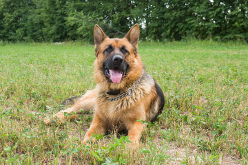 German shepherd walking resting in the Park on the grass on a summer day.
