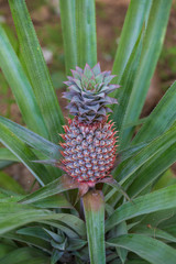 Pineapple growing in a plantation, tropical fruit, Thailand. Close up