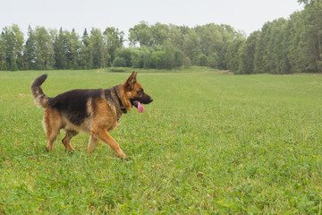 German shepherd walking resting in the Park on the grass on a summer day.
