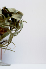 Close-up of big tillandsia xerographica in a glass on white background