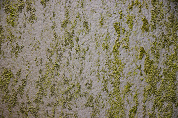 Green grunge mold rough surface vintage old dirty weathering distress texture background