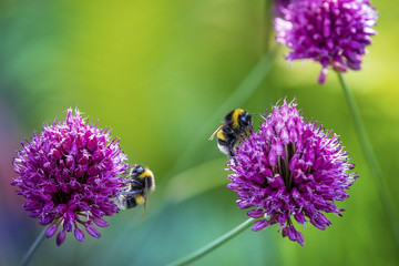 Bumblebees on purple flowers © Brandberg