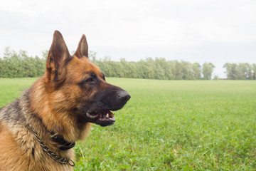 German shepherd walking resting in the Park on the grass on a summer day.