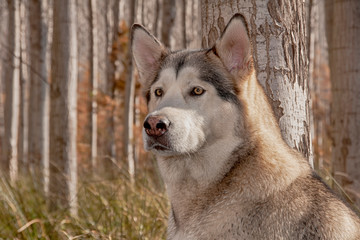 Obraz premium perro gris lobo de raza alaskan malamute