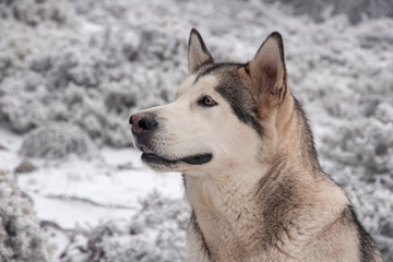 perro gris lobo de raza alaskan malamute