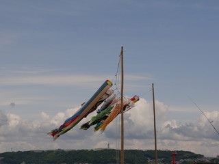 風に揺れる鯉のぼり 青空