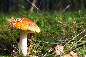 agaric (Amanita muscaria) in the autumn forest.sunlight