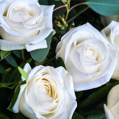 Delicate, white roses. Beautiful, fresh flowers, a festive bouquet. Floral background.