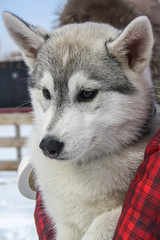 Cute husky puppy looks around. Portrait. Man holds the dog