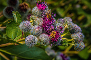 Bees on thistles