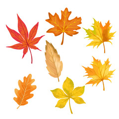 autumn color leaves isolate on white background. vector illustration