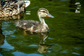 Duckling
