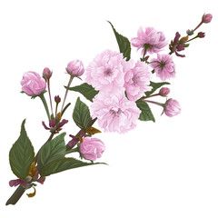 Beautiful branch with flowers cherry blossom. Sakura flowers.  Vector illustration, EPS 10.
