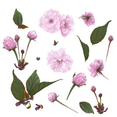 Flowers and leaves cherry blossom for your design. Sakura flowers. Vector illustration, EPS 10.