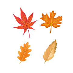 autumn color leaves isolate on white background. vector illustration